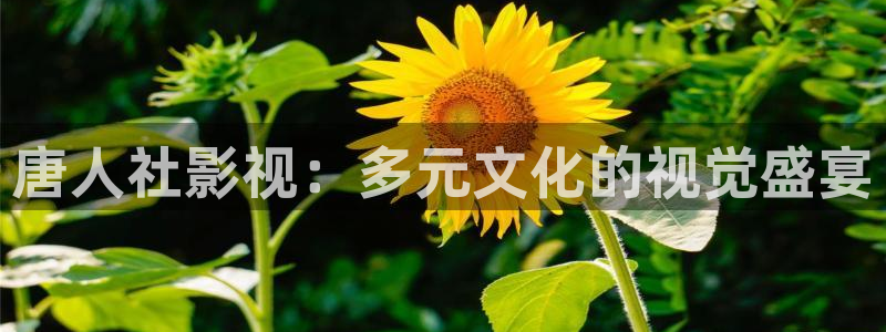 就爱看影视